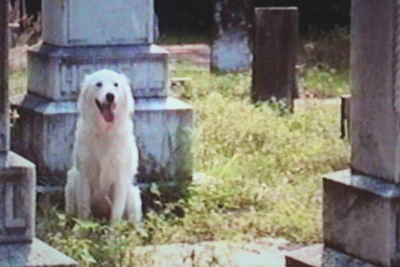 TO DANCE WITH THE WHITE DOG (CBS-TVM 12/5/93) - Image 11